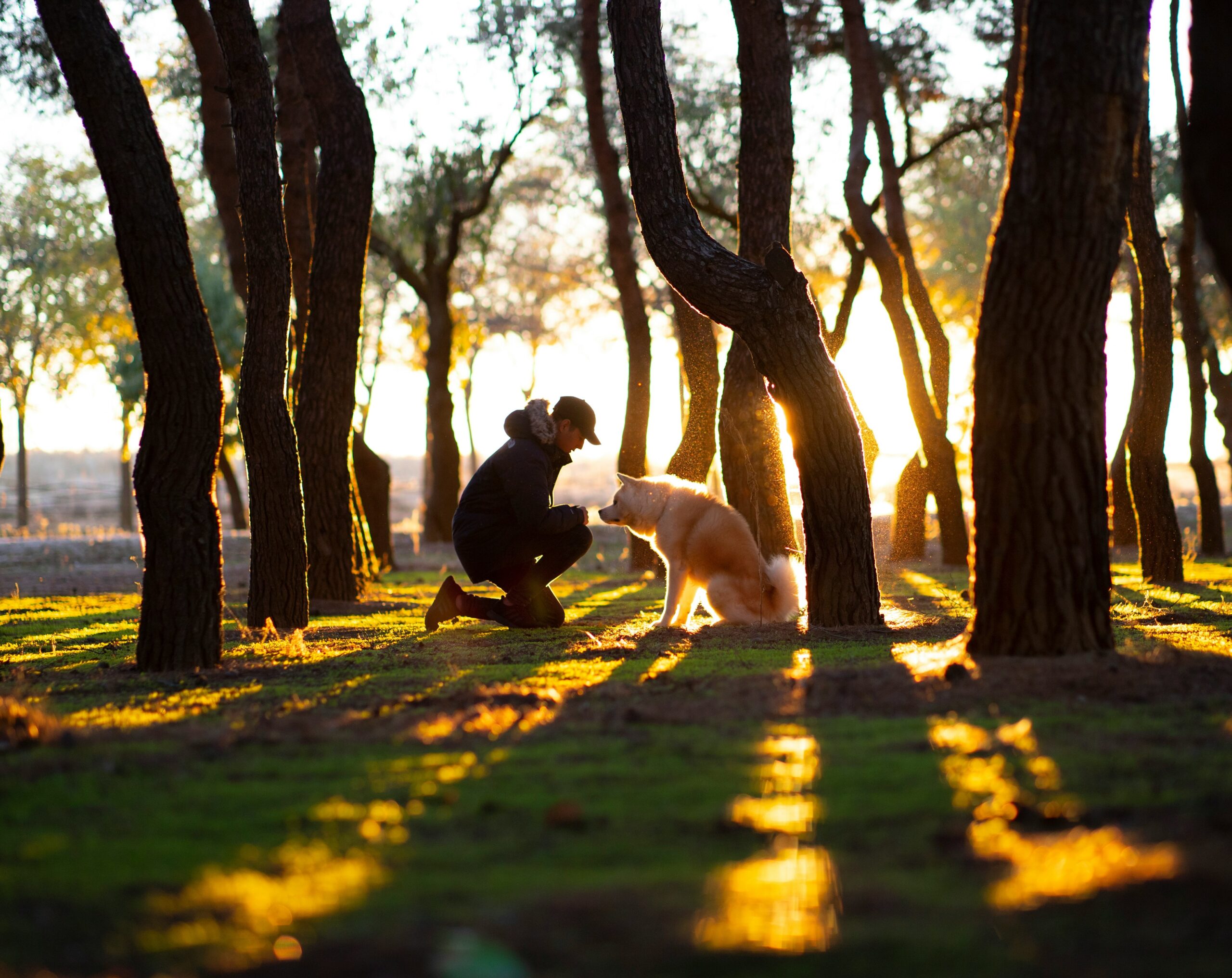 A black Labrador playing fetch outdoors
