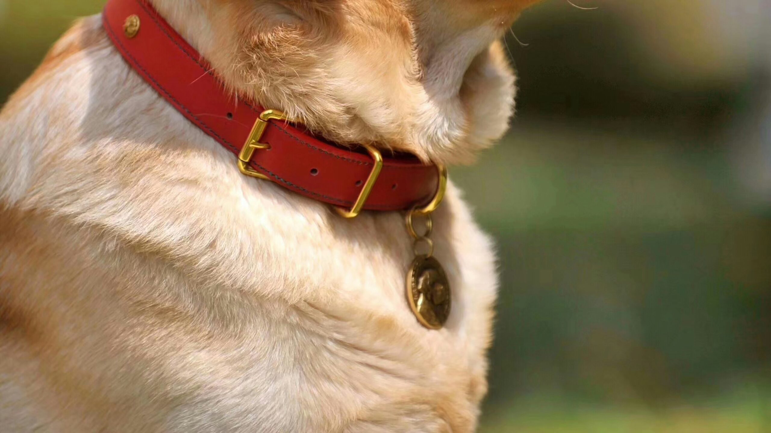 A happy dog wearing a pet activity monitor collar in a park