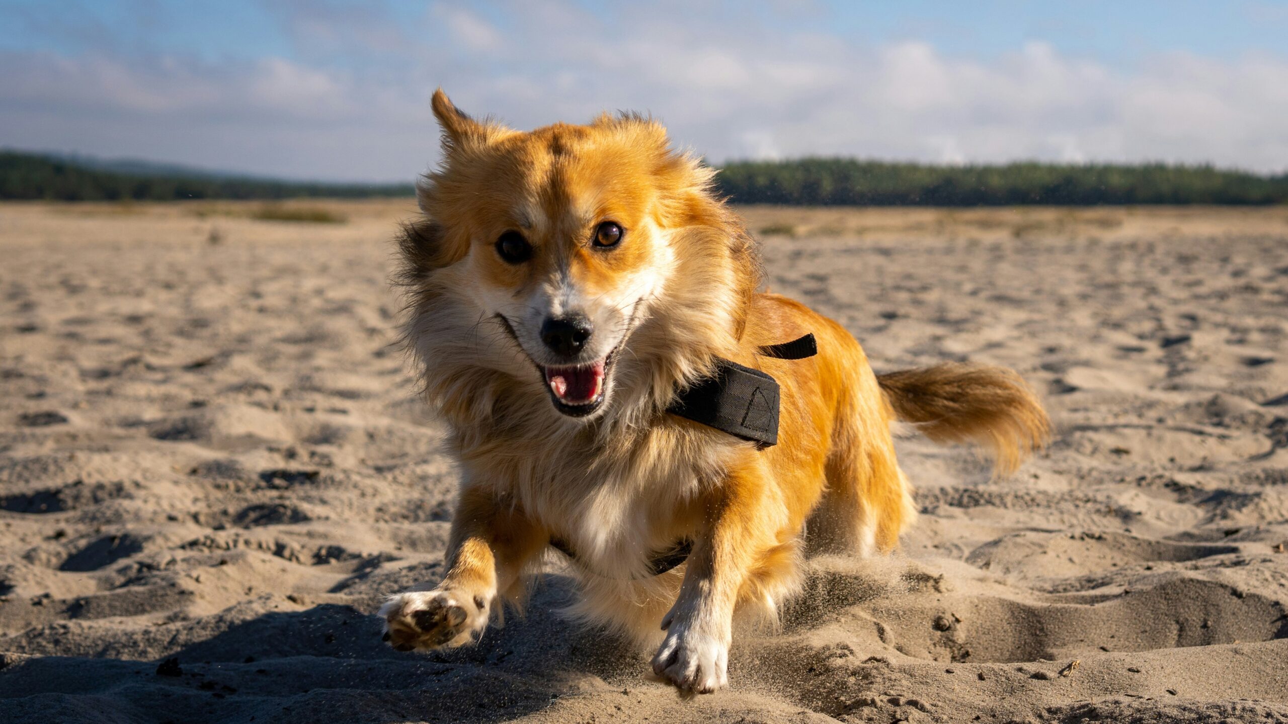 A pet owner checking an activity monitor app with their dog nearby