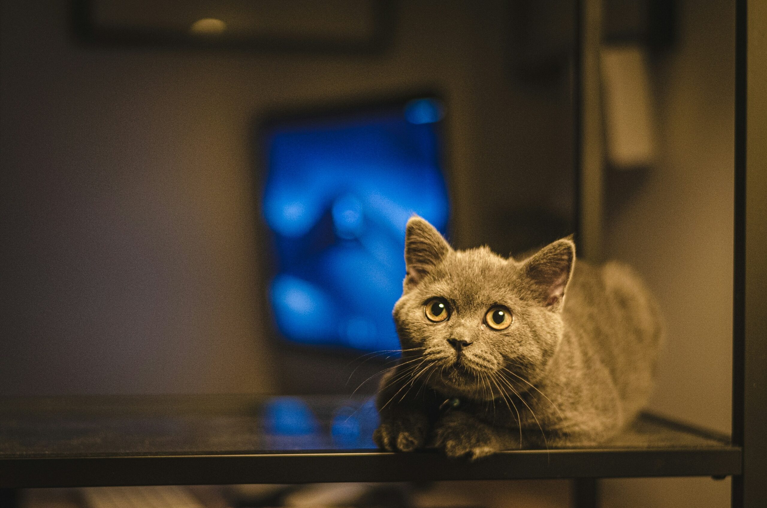 Comparison table highlighting top pet trackers' features