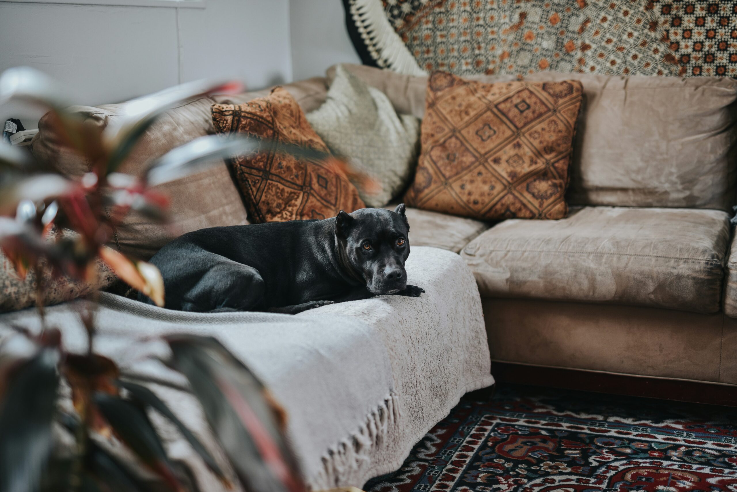 Illustration showing a lazy dog lounging on a couch