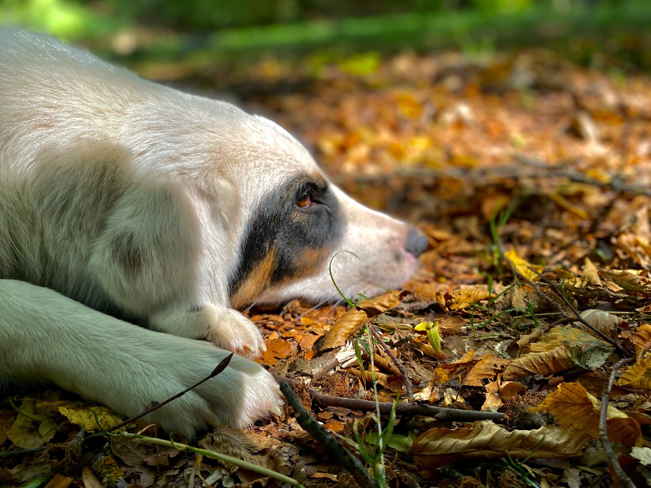 Infographic showing statistics about lost pets each year