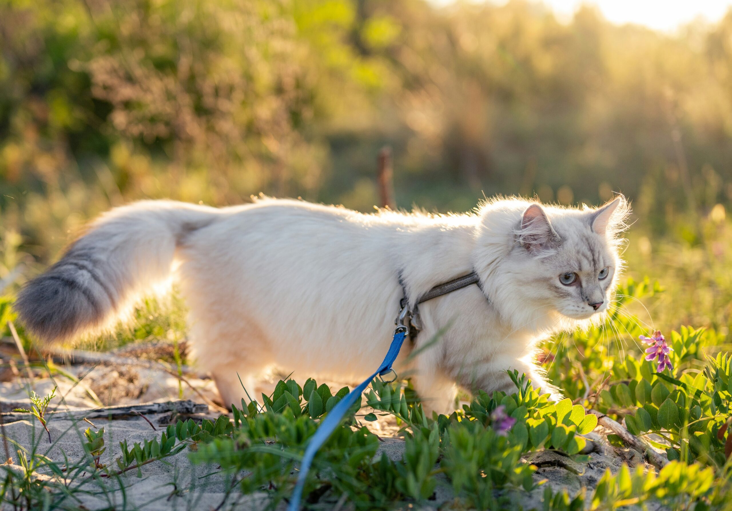 Step-by-step visual guide on selecting a pet tracker