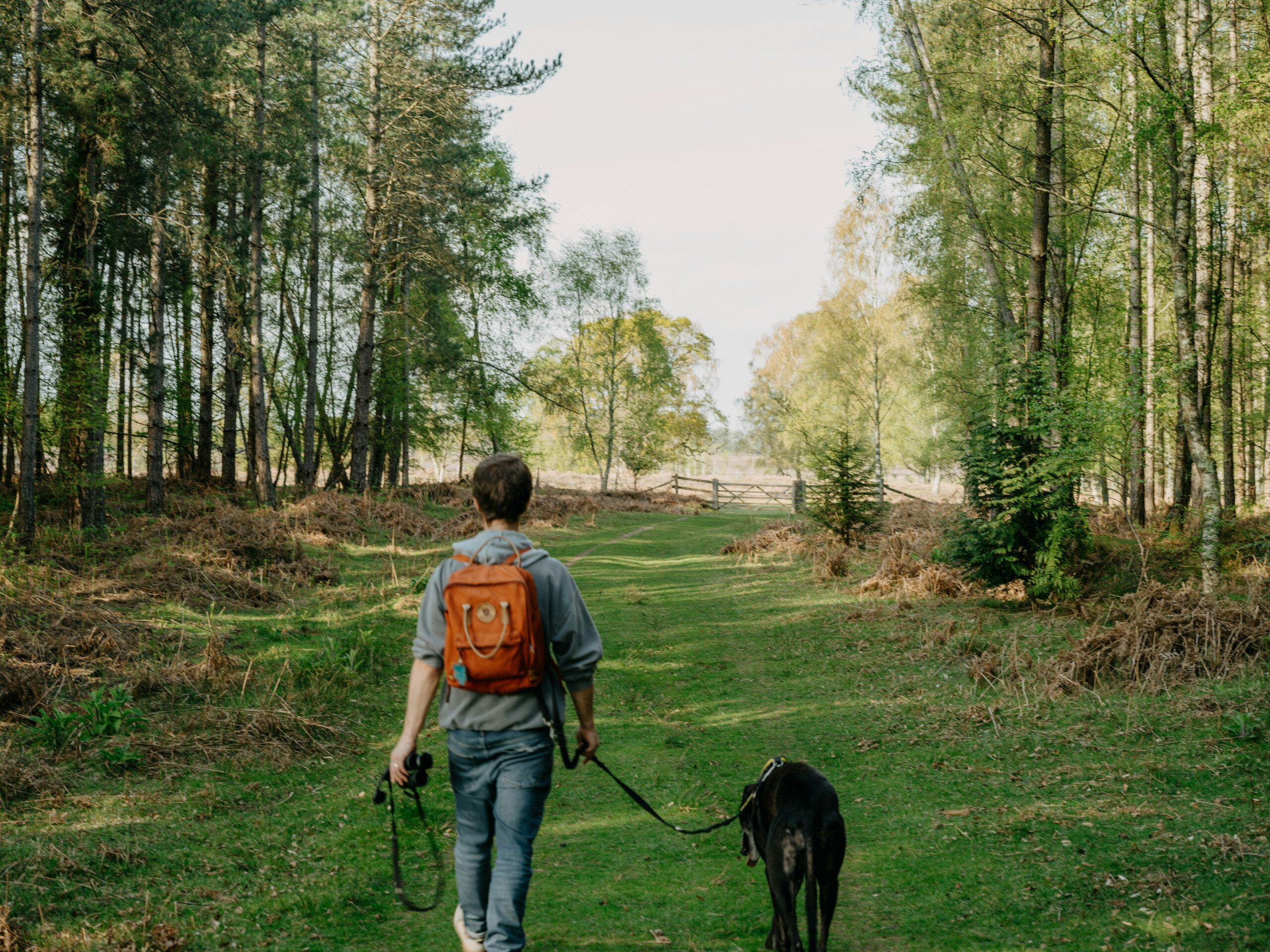 A dog wearing an activity monitor with GPS functionality