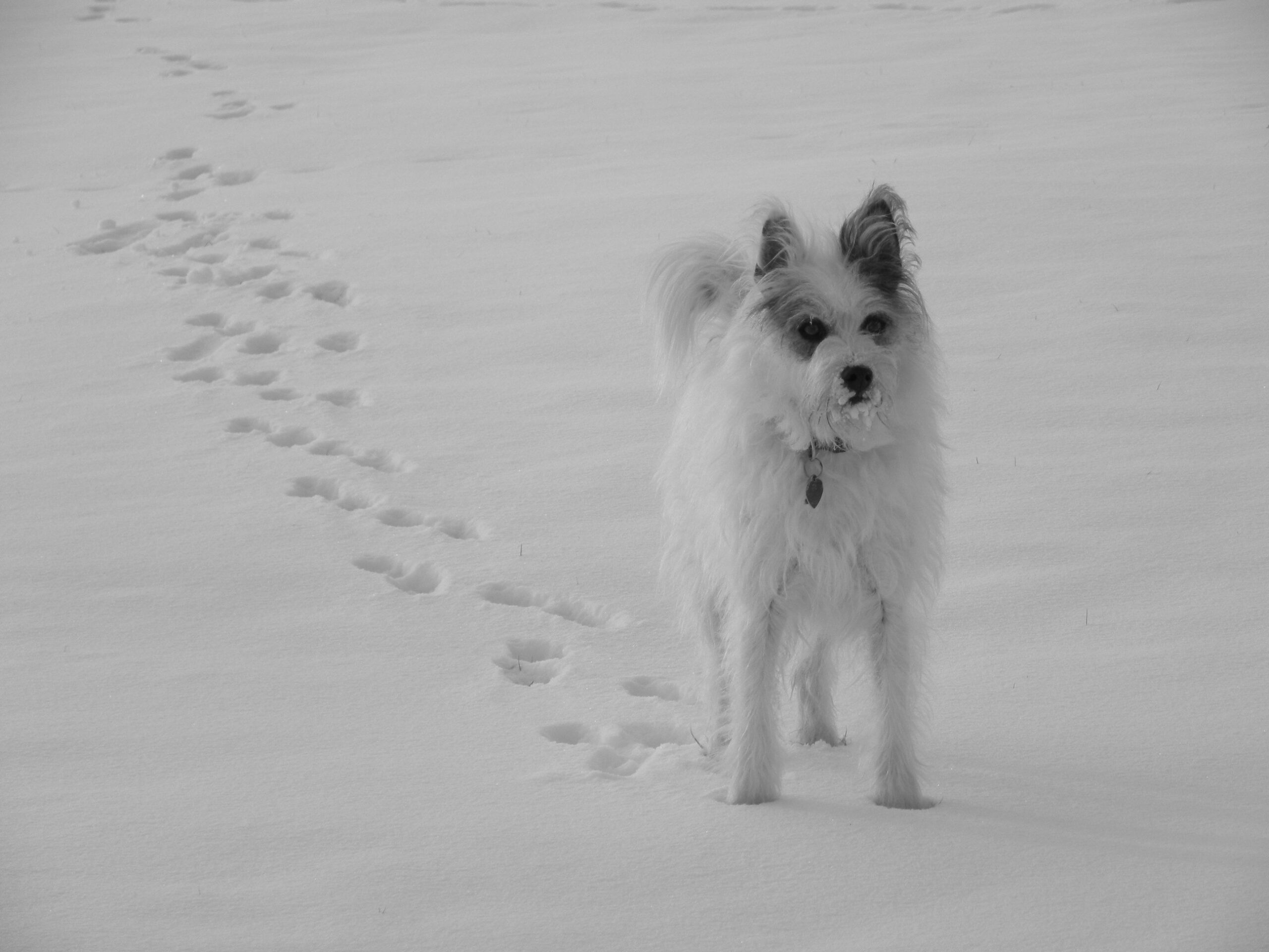 A sleek GPS-enabled pet collar lying next to a smartphone app displaying location data