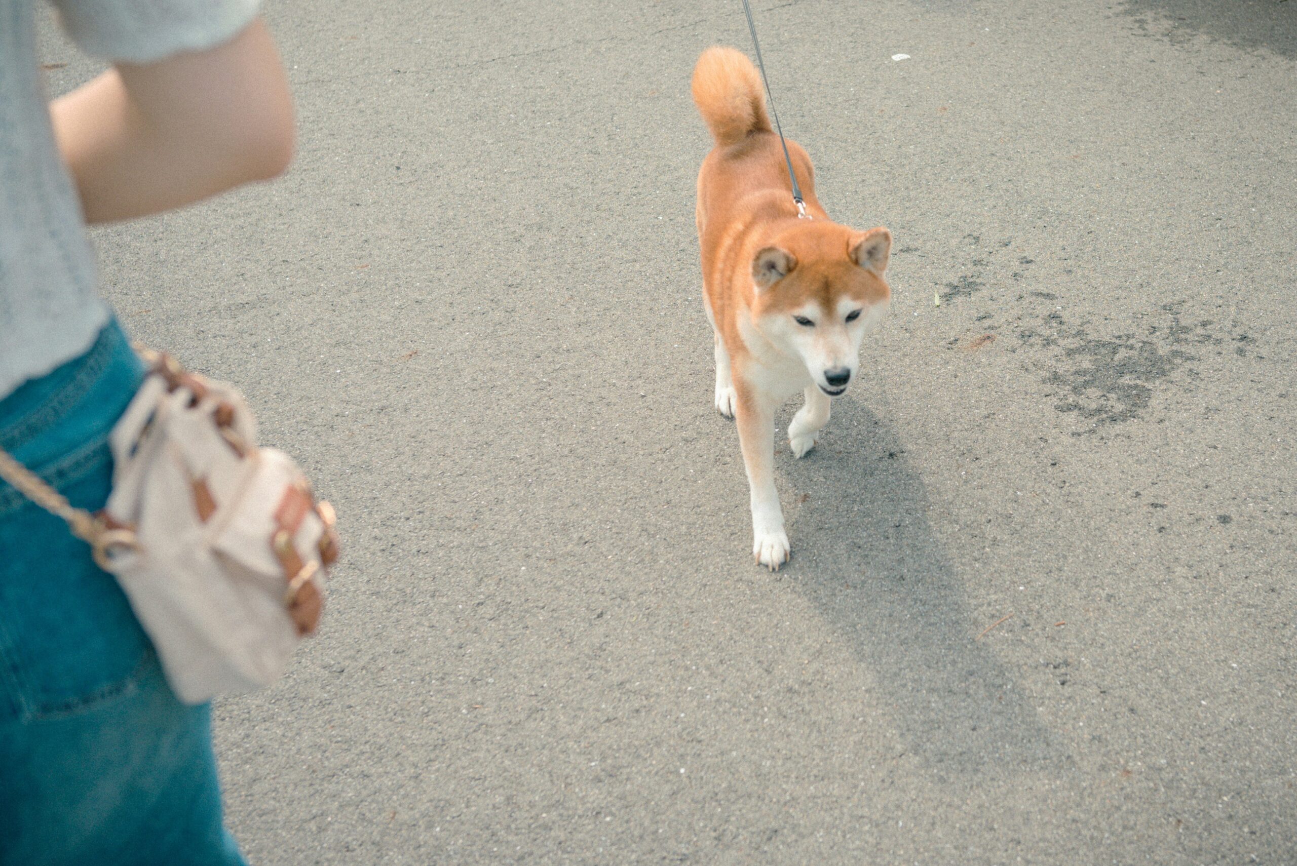 Chart showing weight loss progress of pets using activity monitors