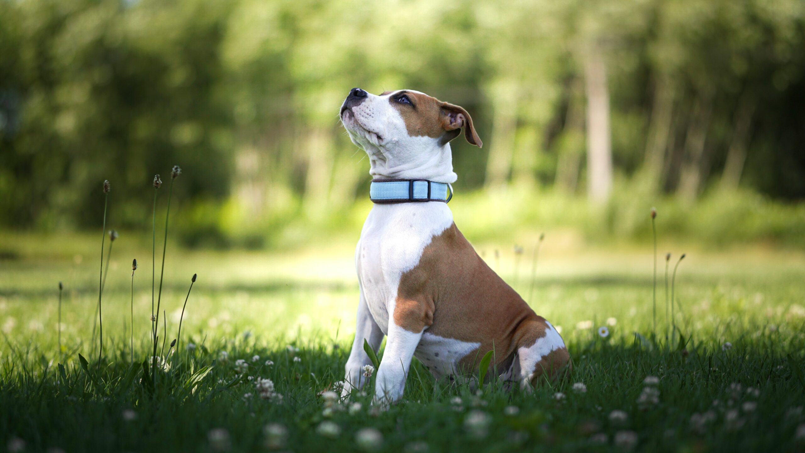 Comparison table of top-rated pet heart rate monitors