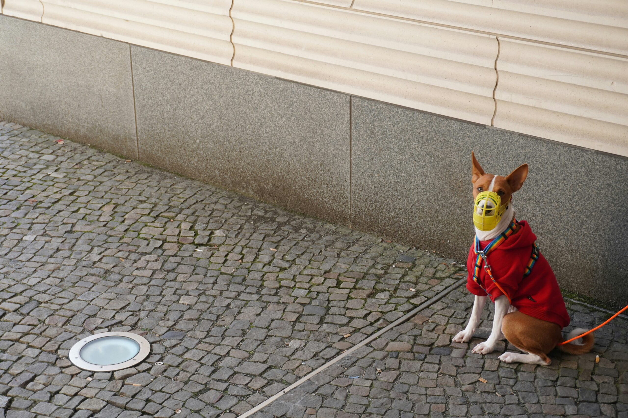 Dog wearing an activity tracker on its collar
