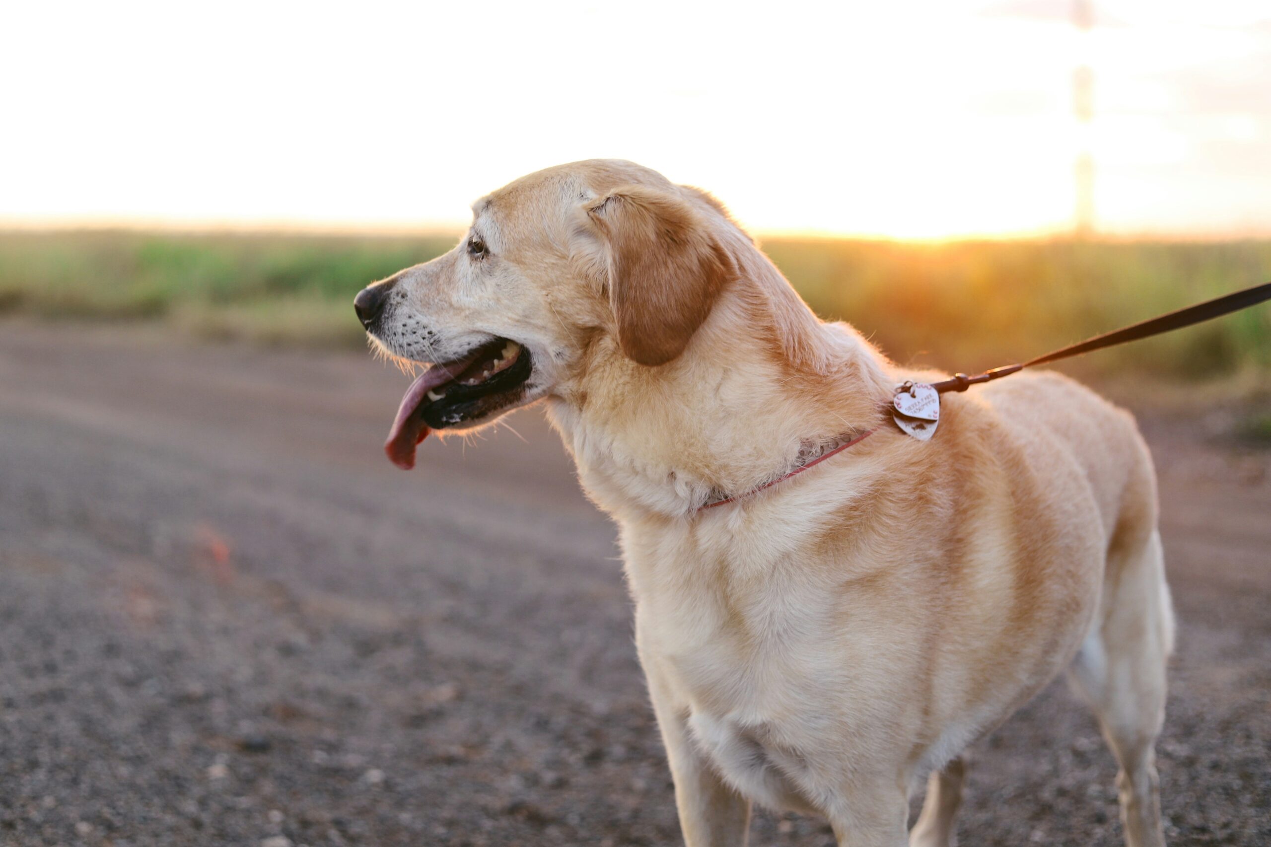 Happy dog wearing collar with integrated heart rate sensor