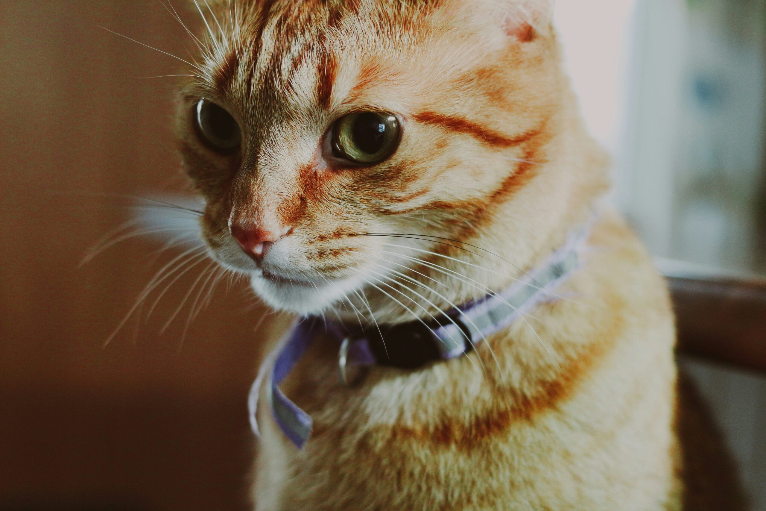 Top 5 Lost Pet Recovery Systems: How to Keep Your Furry Friend Safe