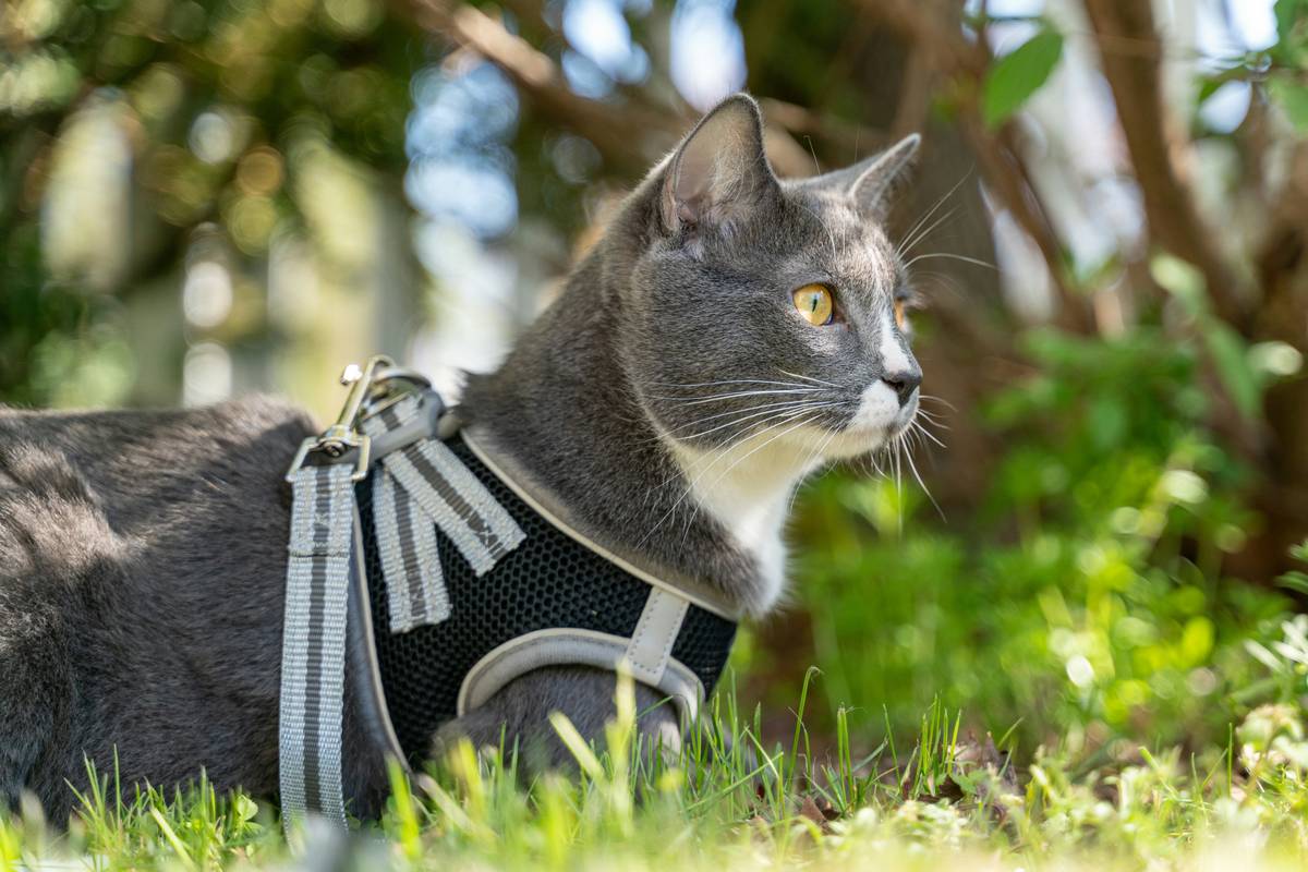 A chart showing benefits of using a cat health monitor