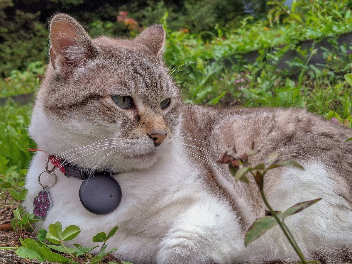 A gray kitty lounging on a windowsill with a small purple activity monitor clipped to her harness.