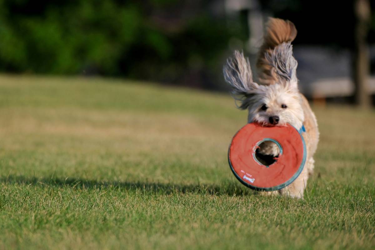 A happy dog running outdoors while wearing an activity monitor