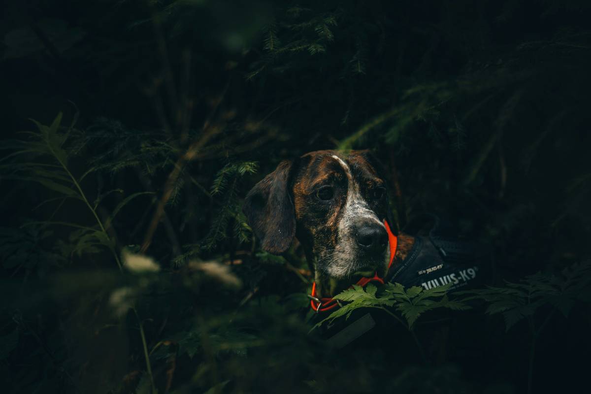 Comparison table of top three Bluetooth pet activity monitors highlighting features, price range, and compatibility