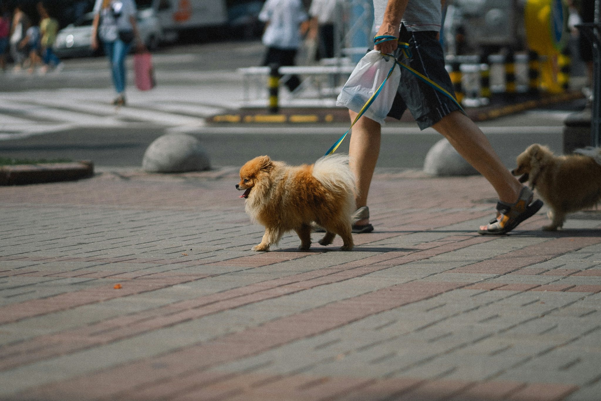 Comparison table showing top pet activity monitors with features and prices