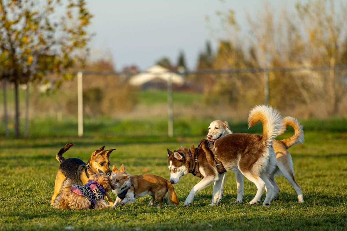 Does Your Dog Pull a Houdini? Why a Live GPS Dog Tracker is a Game-Changer