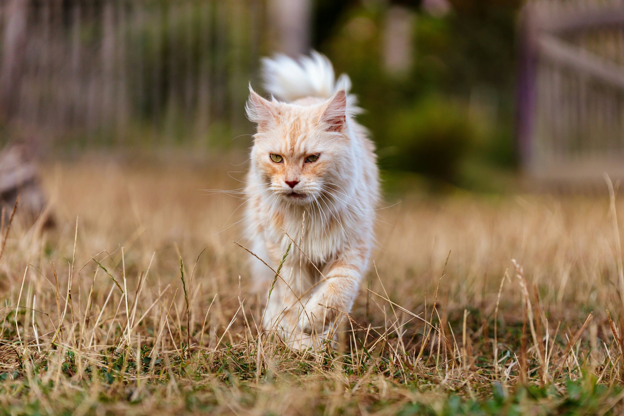 GPS Cat Activity Monitor: Why Your Feline's Adventures Need Tracking