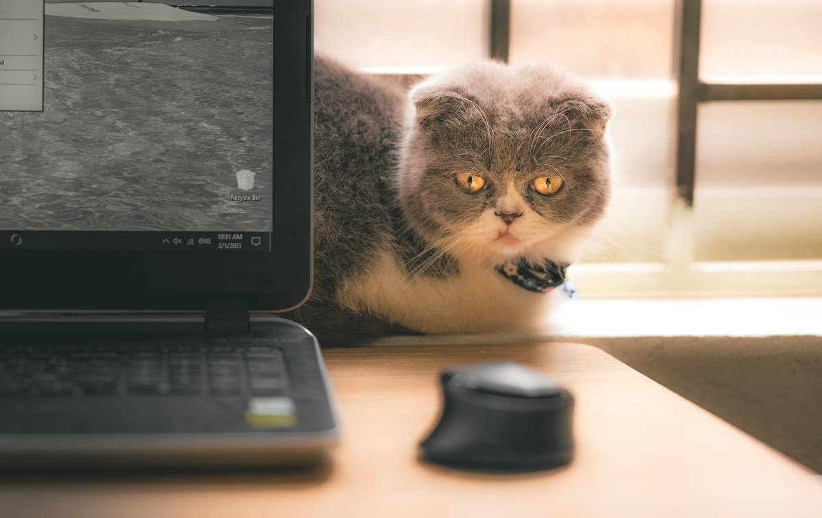 How to Choose the Best Cat Health Monitor: Track Your Feline’s Activity Like a Pro