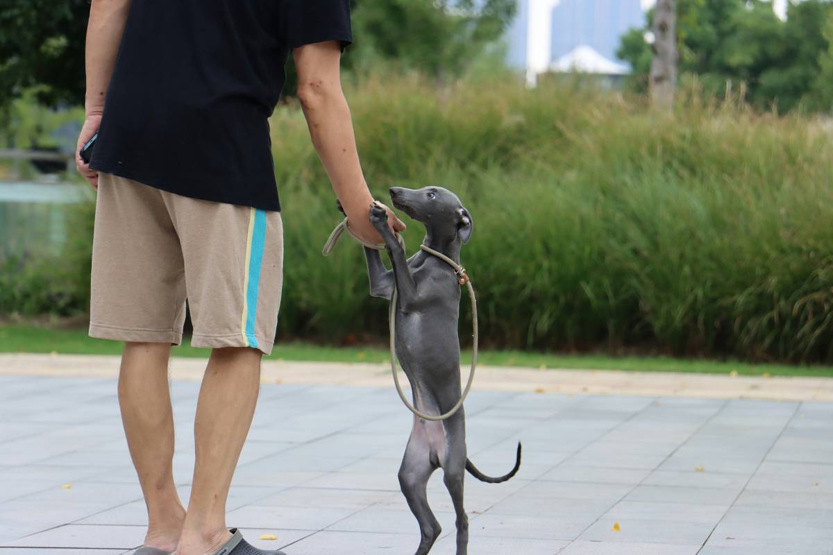 Infographic showing statistics on lost pets each year