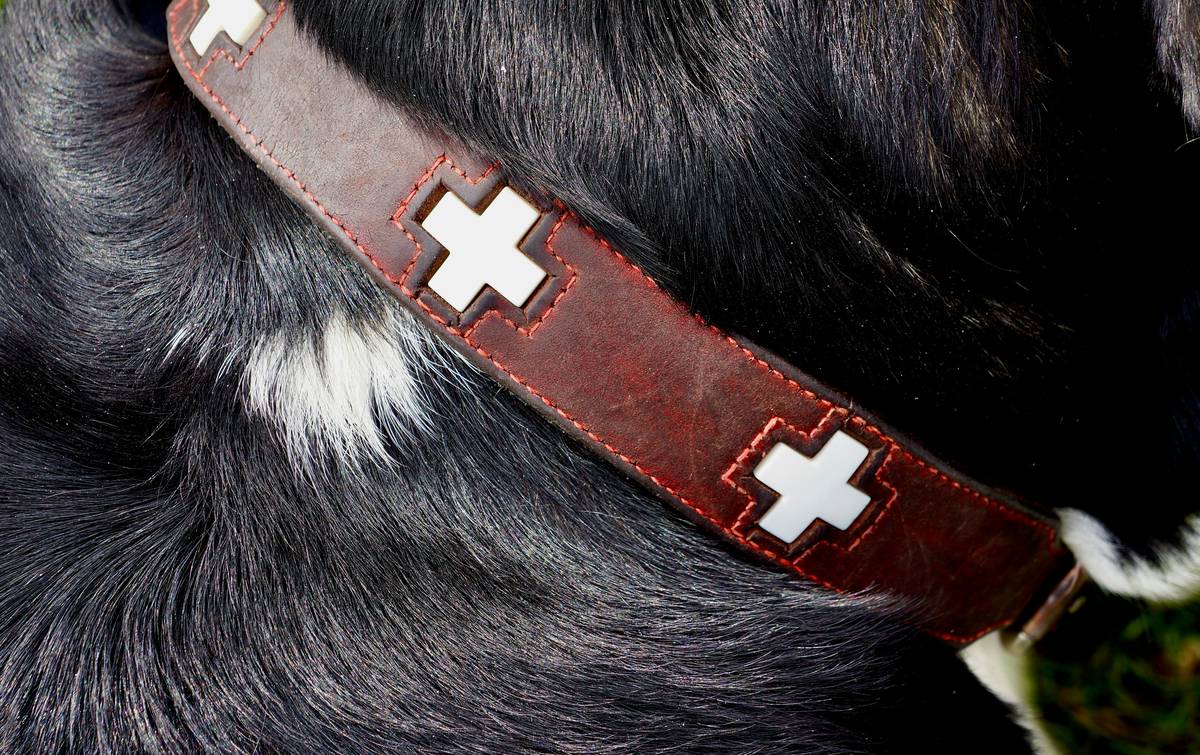 Infographic showing the benefits of using dog health trackers