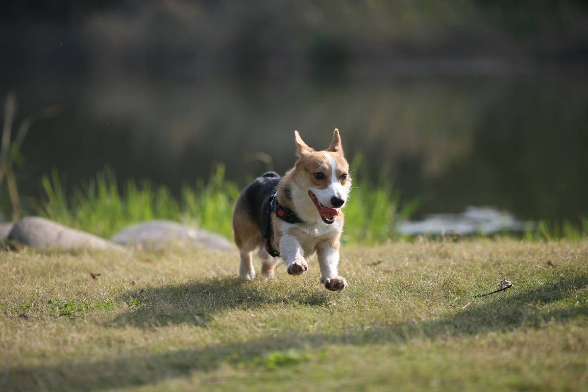 Lucy the labrador wearing a dog health tracker outdoors