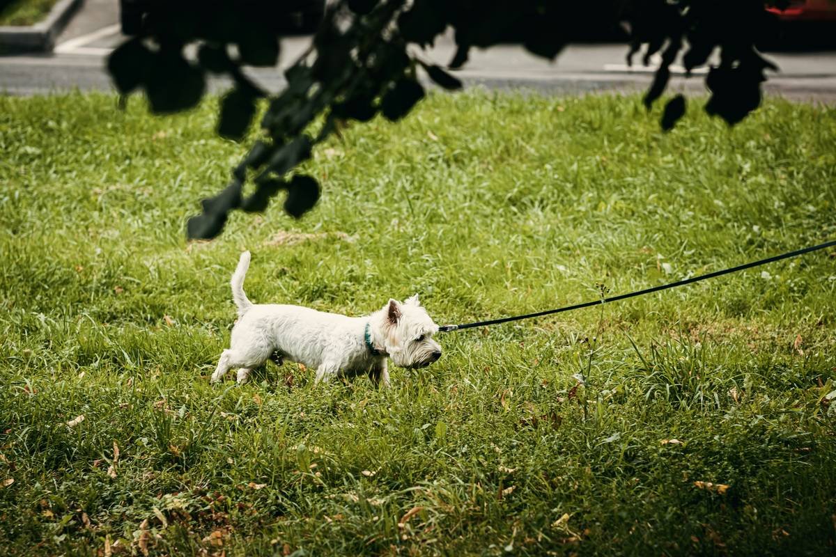 Map showing a dog's movement tracked via GPS fence monitor