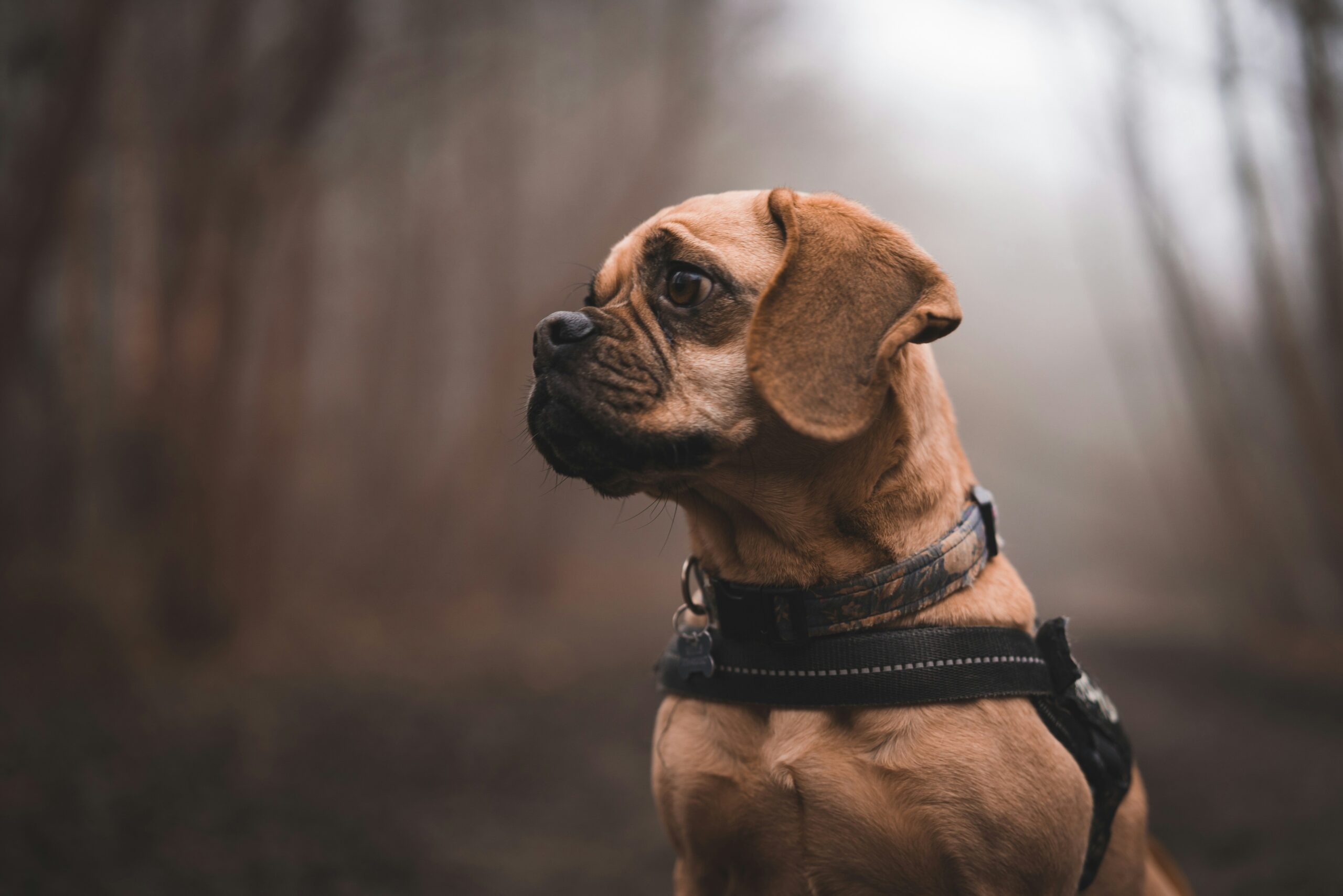 Outdoor vs. Indoor GPS Use: How to Keep Your Pet Safe with Activity Monitors