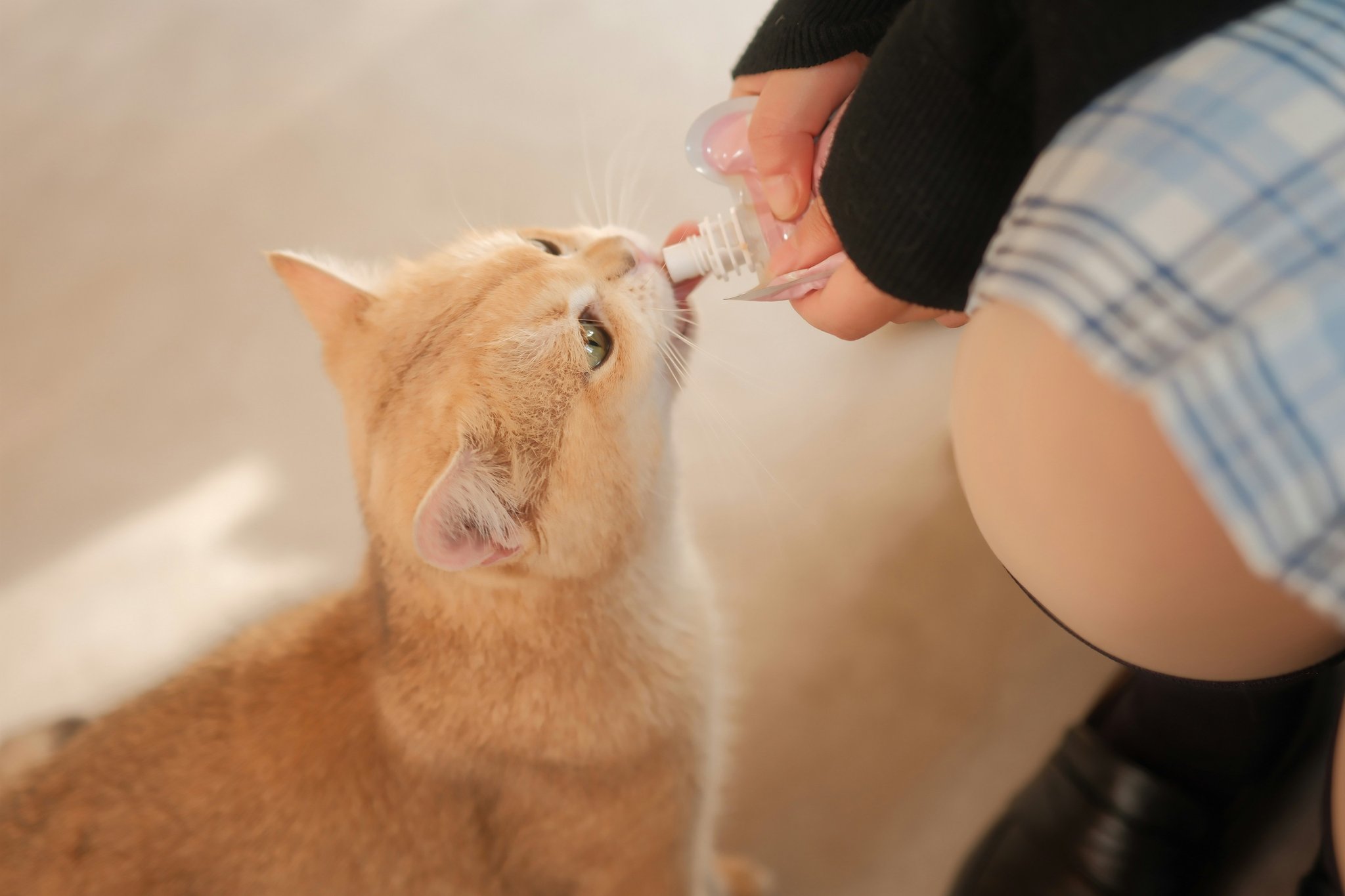 A tabby cat wearing an activity monitor on its collar.