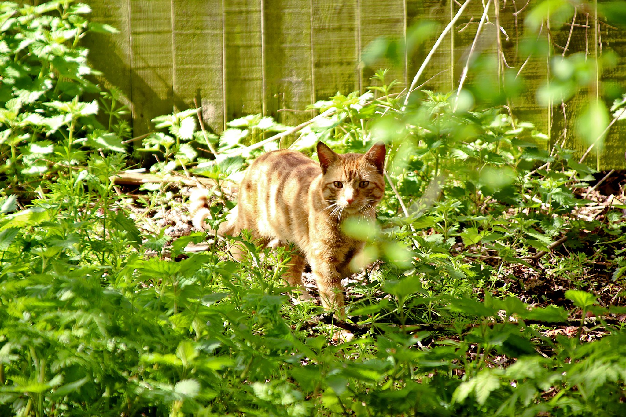 Photo of a happy cat being held by its relieved owner