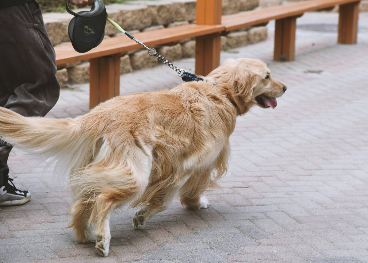 Photo of Max the golden retriever wearing a pet vitals monitor