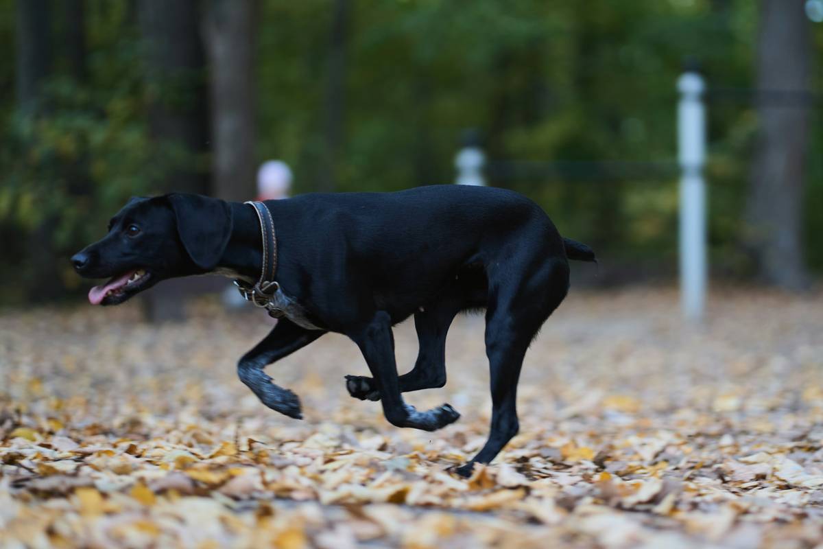 Side-by-side comparison table of top live GPS dog trackers, including specs and prices