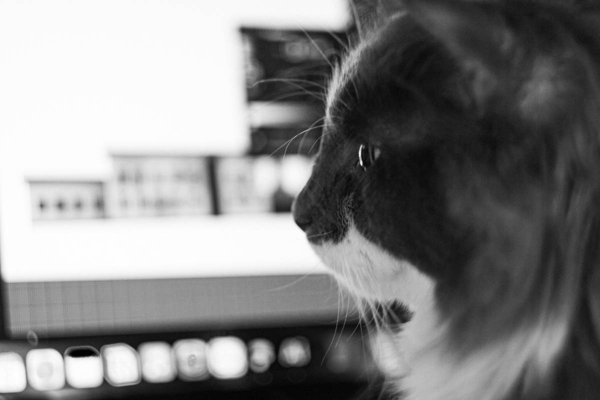 The Ultimate Guide to Pet Monitor Cloud Backup: Keep Your Furry Friend Safe and Data Secure