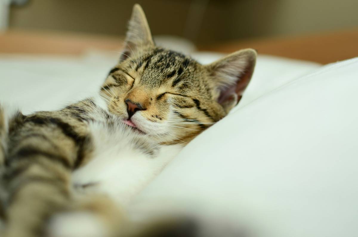 Track Your Pet’s Sleep Like a Pro: The Ultimate Guide to Pet Sleep Pattern Trackers