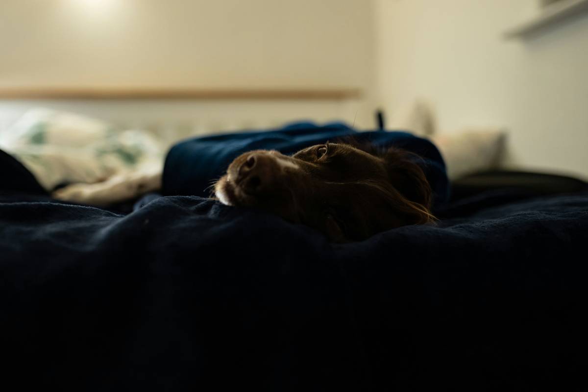 Why Your Pet’s Sleep Matters: The Ultimate Guide to Choosing a Pet Sleep Pattern Tracker