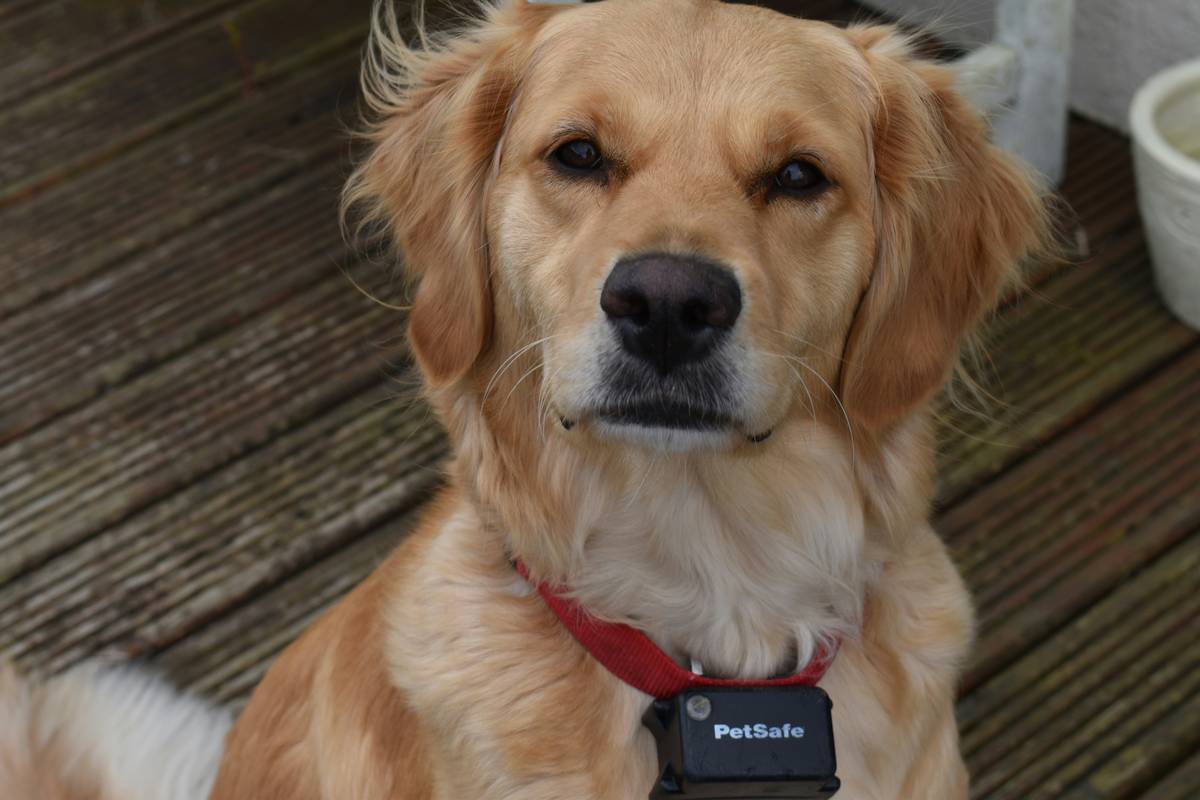 Wireless Pet Data Download: The Ultimate Guide to Activity Monitors for Pets