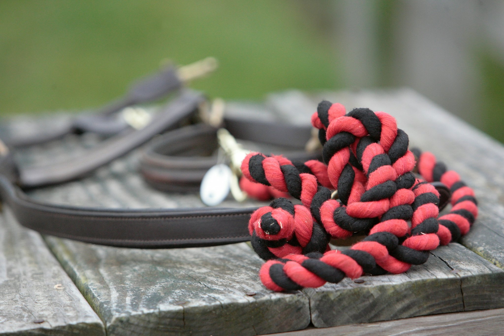 Woman smiling while checking her pet's health stats on her smartphone app