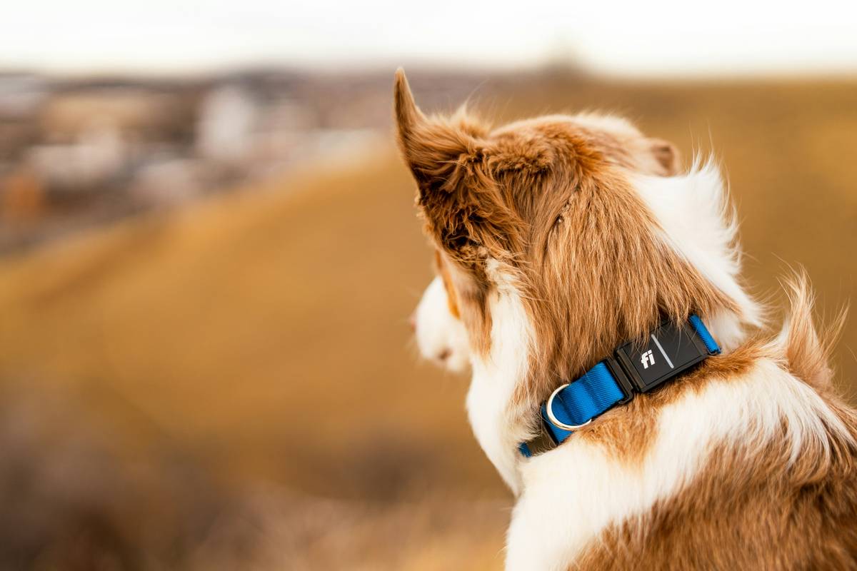 A dog wearing an activity monitor connected to a laptop showing pet data management software interface