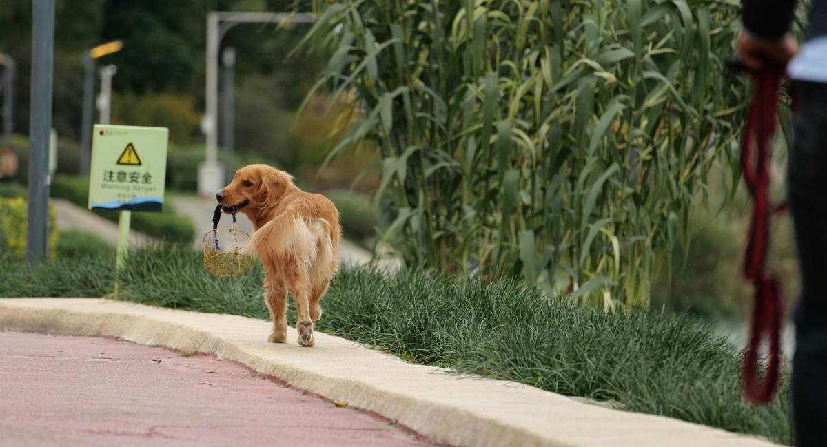 Graph depicting pet's increased daily movements tracked over weeks