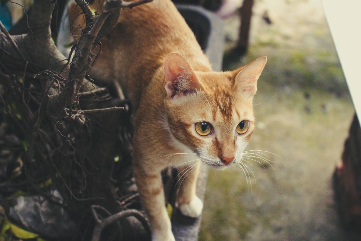 Happy family reuniting with their lost cat after using a GPS tracker