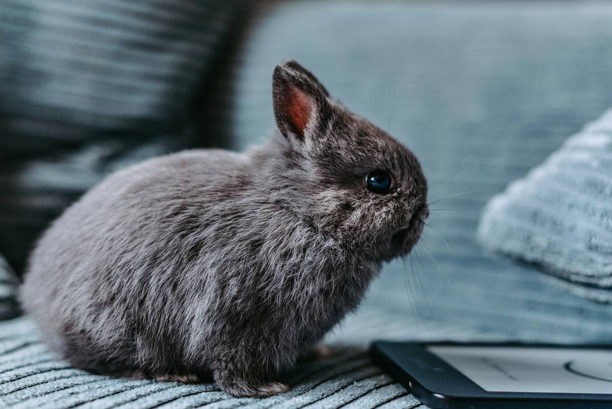 How to Master Pet Activity Report Generation for Healthier Pets