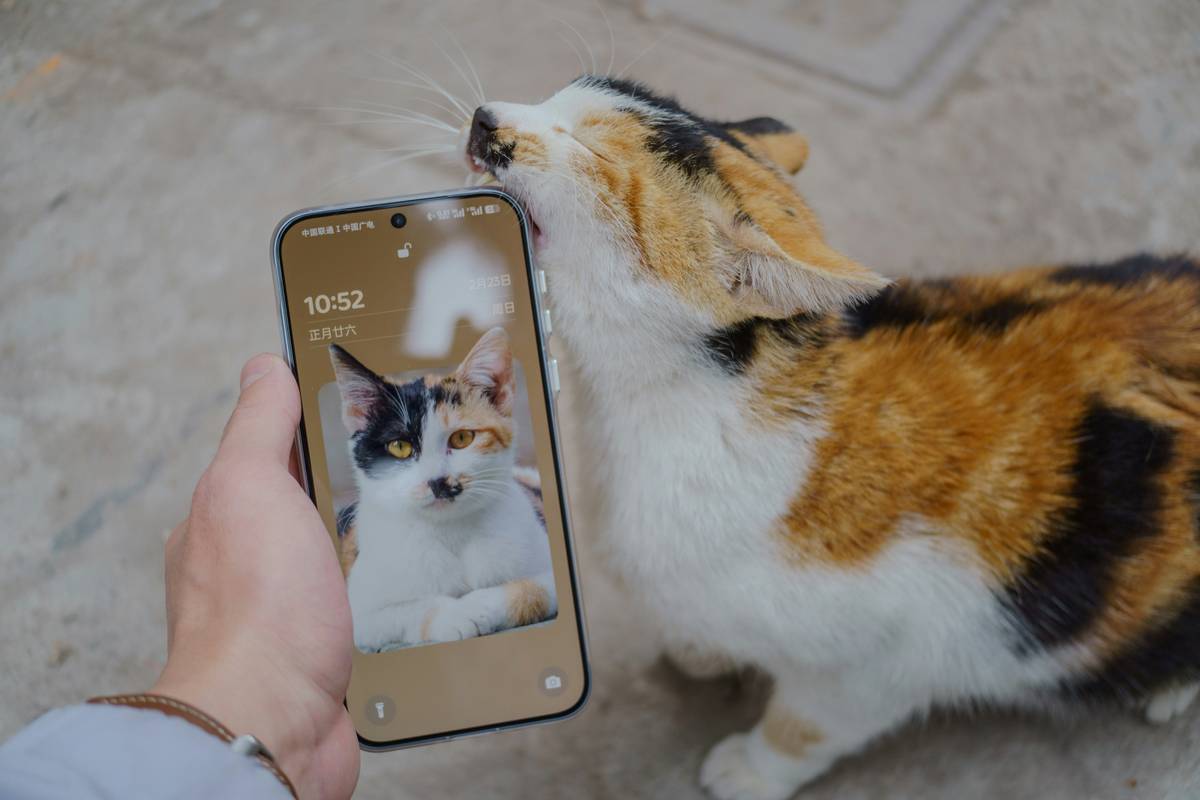 Syncing Pet Monitor Data Illustration of Bluetooth pairing between a pet monitor and a smartphone