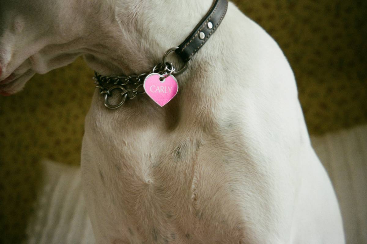 Infographic showing benefits of GPS activity tracker for pets