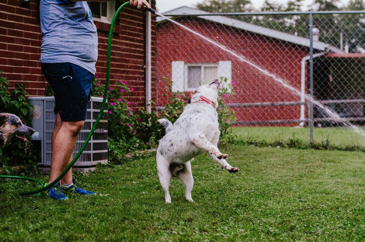 Infographic showing common health risks linked to poor pet activity levels