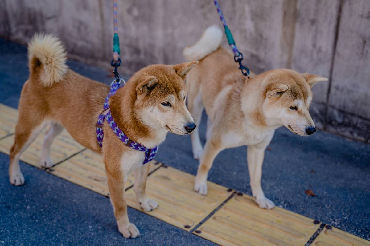 Infographic showing pet loss statistics and recovery rates