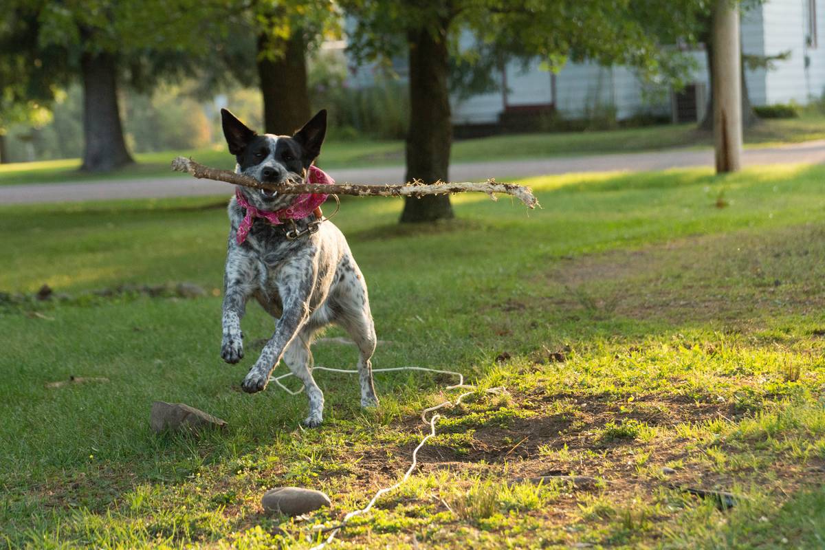 A close-up shot of a Whistle GPS tracker attached to a dog collar
