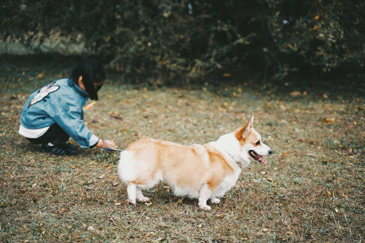 Screenshot displaying detailed activity analysis provided by a Whistle pet tracker app, highlighting key metrics such as steps taken and resting hours.