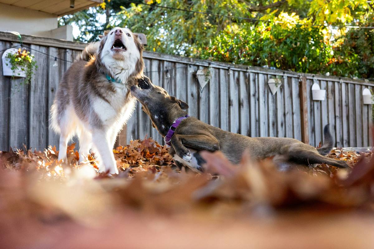Photo of happy pets wearing GPS-enabled collars