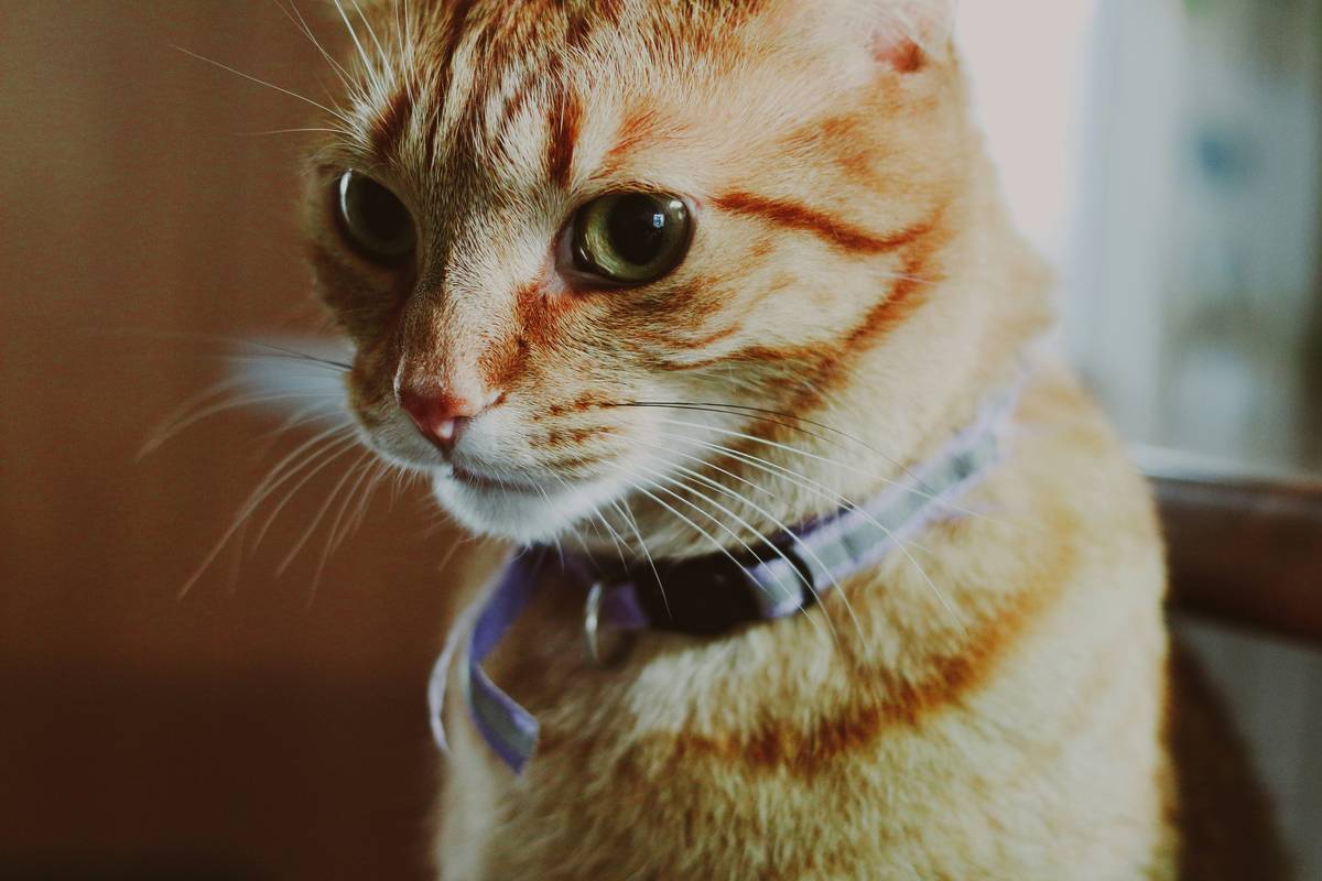 Why Every Pet Parent Needs a "Find My Pet GPS Tracker": Your Ultimate Guide to Peace of Mind