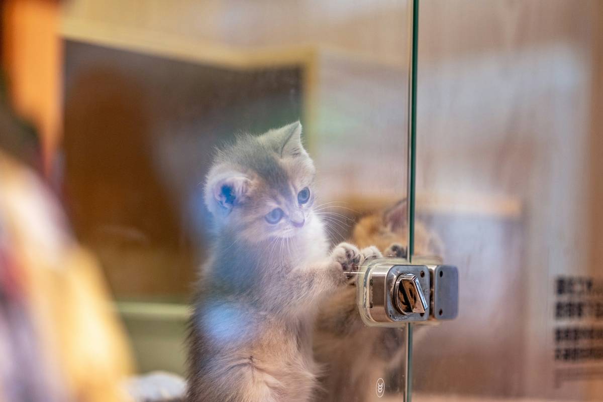 Why Every Pet Parent Needs a Pet Behavior Health Monitor: The Ultimate Guide