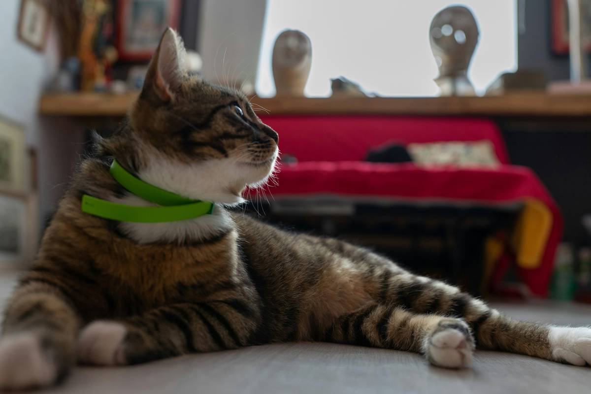 Why Your Dog Needs a GPS Activity Monitor for Dogs (And How to Choose the Best One)